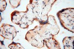 GCSH Antibody in Immunohistochemistry (Paraffin) (IHC (P))