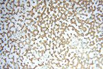 GCSH Antibody in Immunohistochemistry (Paraffin) (IHC (P))