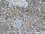 GCSH Antibody in Immunohistochemistry (Paraffin) (IHC (P))