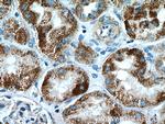 GCSH Antibody in Immunohistochemistry (Paraffin) (IHC (P))