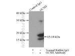 GCSH Antibody in Immunoprecipitation (IP)