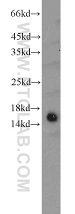 GCSH Antibody in Western Blot (WB)