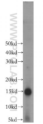 Galectin-7 Antibody in Western Blot (WB)