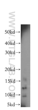 Galectin-7 Antibody in Western Blot (WB)