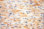 EXOSC10 Antibody in Immunohistochemistry (Paraffin) (IHC (P))