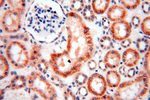 EXOSC10 Antibody in Immunohistochemistry (Paraffin) (IHC (P))