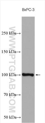 EXOSC10 Antibody in Western Blot (WB)