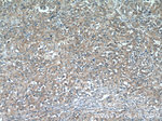 N4BP3 Antibody in Immunohistochemistry (Paraffin) (IHC (P))