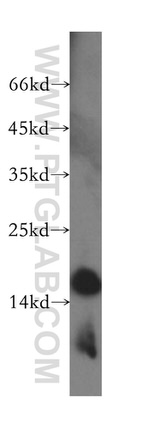 MRPS16 Antibody in Western Blot (WB)