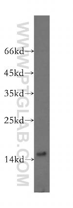 MRPS16 Antibody in Western Blot (WB)