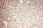 TASP1 Antibody in Immunohistochemistry (Paraffin) (IHC (P))