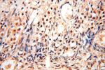 TASP1 Antibody in Immunohistochemistry (Paraffin) (IHC (P))