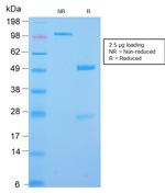 Desmin Antibody in SDS-PAGE (SDS-PAGE)