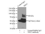 TBX3 Antibody in Immunoprecipitation (IP)