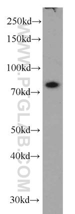 TBX3 Antibody in Western Blot (WB)