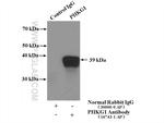 PHKG1 Antibody in Immunoprecipitation (IP)