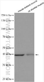 PHKG1 Antibody in Western Blot (WB)