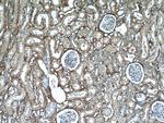 Fibrinogen beta chain Antibody in Immunohistochemistry (Paraffin) (IHC (P))