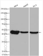 SPOP Antibody in Western Blot (WB)