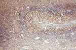 HSD17B8 Antibody in Immunohistochemistry (Paraffin) (IHC (P))