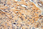 HSD17B8 Antibody in Immunohistochemistry (Paraffin) (IHC (P))