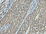 HSD17B8 Antibody in Immunohistochemistry (Paraffin) (IHC (P))