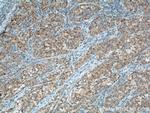 PCK1 Antibody in Immunohistochemistry (Paraffin) (IHC (P))