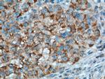 PCK1 Antibody in Immunohistochemistry (Paraffin) (IHC (P))