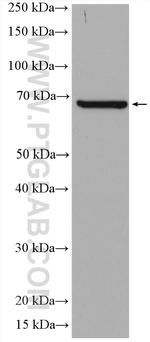 PCK1 Antibody in Western Blot (WB)