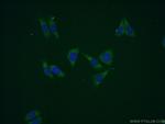 GPT2 Antibody in Immunocytochemistry (ICC/IF)