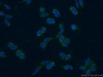 IL 1 alpha Antibody in Immunocytochemistry (ICC/IF)