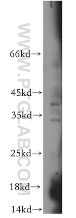 IL 1 alpha Antibody in Western Blot (WB)