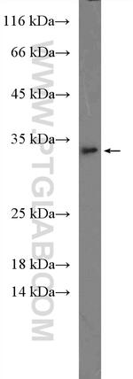 IL 1 alpha Antibody in Western Blot (WB)