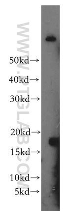 IL 1 alpha Antibody in Western Blot (WB)