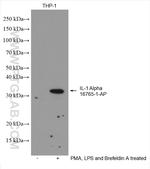 IL 1 alpha Antibody in Western Blot (WB)