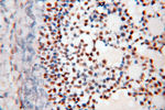 FOXP4 Antibody in Immunohistochemistry (Paraffin) (IHC (P))
