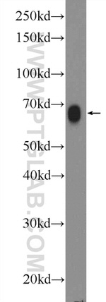 RAB11FIP1 Antibody in Western Blot (WB)