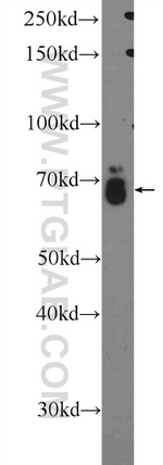 RAB11FIP1 Antibody in Western Blot (WB)