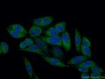 THEM2 Antibody in Immunocytochemistry (ICC/IF)