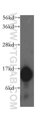 THEM2 Antibody in Western Blot (WB)