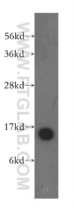 THEM2 Antibody in Western Blot (WB)