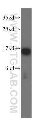 THEM2 Antibody in Western Blot (WB)