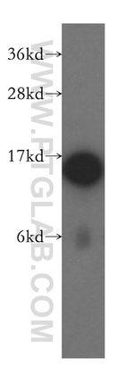 THEM2 Antibody in Western Blot (WB)