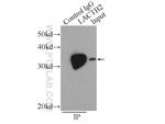 LACTB2 Antibody in Immunoprecipitation (IP)