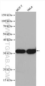 LACTB2 Antibody in Western Blot (WB)