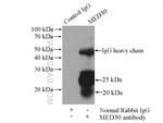 MED30 Antibody in Immunoprecipitation (IP)