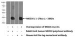 MED30 Antibody in Western Blot (WB)