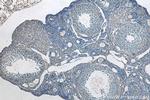 GLOD4 Antibody in Immunohistochemistry (Paraffin) (IHC (P))