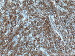 PRPSAP1 Antibody in Immunohistochemistry (Paraffin) (IHC (P))