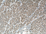 PRPSAP1 Antibody in Immunohistochemistry (Paraffin) (IHC (P))